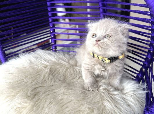 Scottish Fold Longhair Lilac görsel