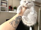 Scottish Fold Longhair Lilac