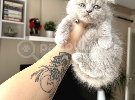 Scottish Fold Longhair Lilac görsel