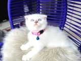 Scottish Fold Bluepoint