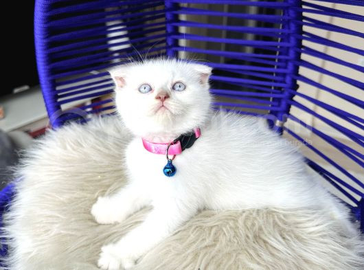 Scottish Fold Bluepoint