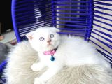 Scottish Fold Bluepoint