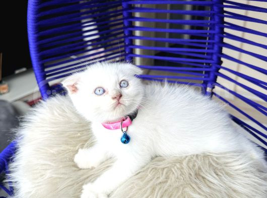 Scottish Fold Bluepoint görsel