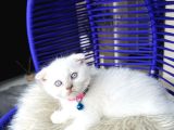 Scottish Fold Bluepoint