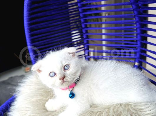 Scottish Fold Bluepoint görsel