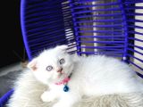 Scottish Fold Bluepoint