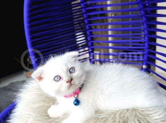 Scottish Fold Bluepoint görsel