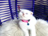 Scottish Fold Bluepoint