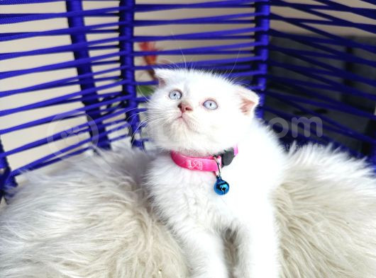 Scottish Fold Bluepoint görsel