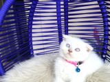 Scottish Fold Bluepoint