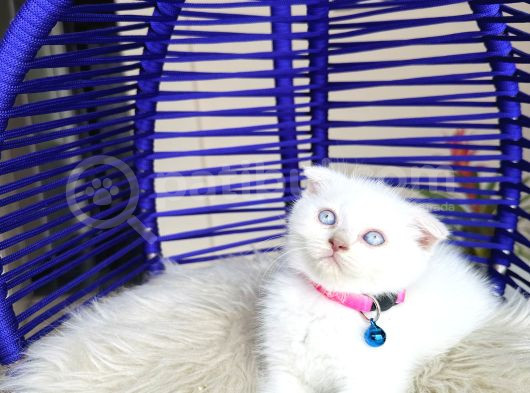 Scottish Fold Bluepoint görsel