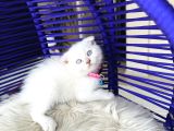 Scottish Fold Bluepoint