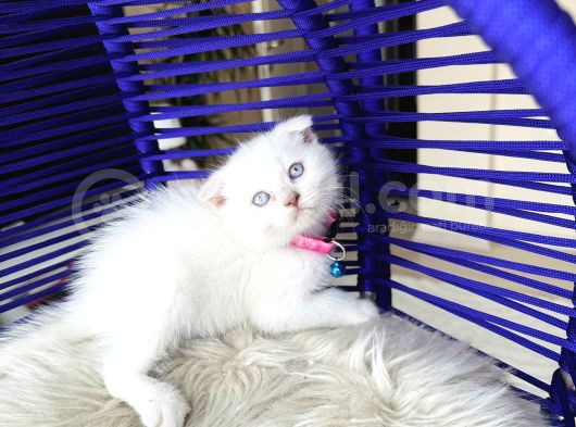 Scottish Fold Bluepoint görsel
