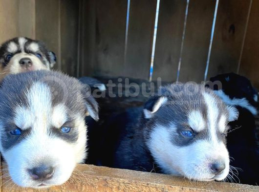2 Aylık Sibirya Kurdu Husky