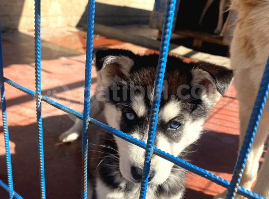 2 Aylık Sibirya Kurdu Husky görsel