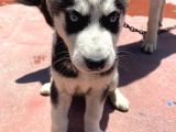2 Aylık Sibirya Kurdu Husky