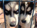 2 Aylık Sibirya Kurdu Husky