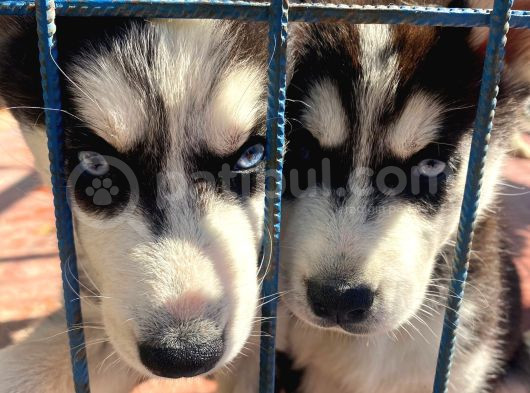 2 Aylık Sibirya Kurdu Husky görsel