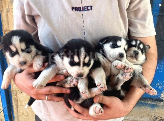 2 Aylık Sibirya Kurdu Husky görsel
