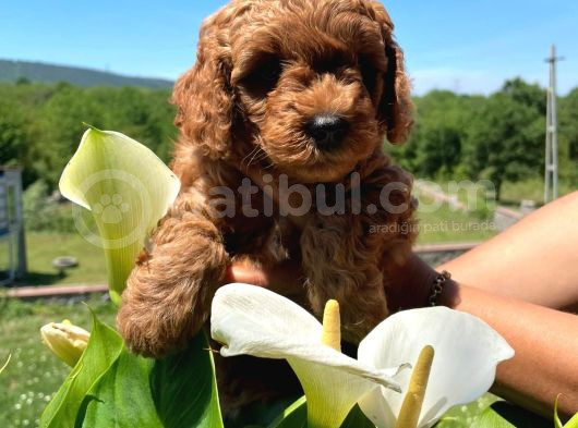 ANNE ALTINDAN TOY POODLE