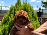 Kore Kan Toy Poodle