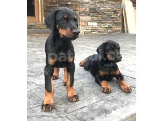 Orjinal Ki̇ng Doberman Yavrular Koca Pati Dişi Ve Erkek