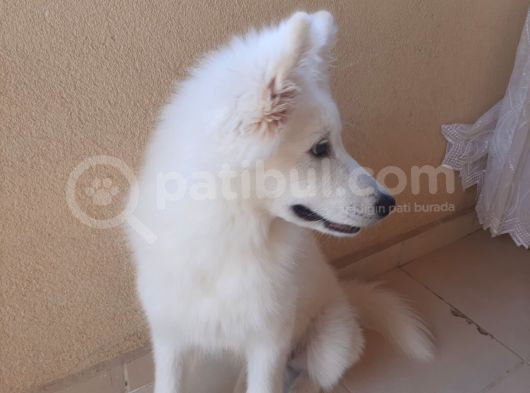 5 Aylık Samoyed görsel