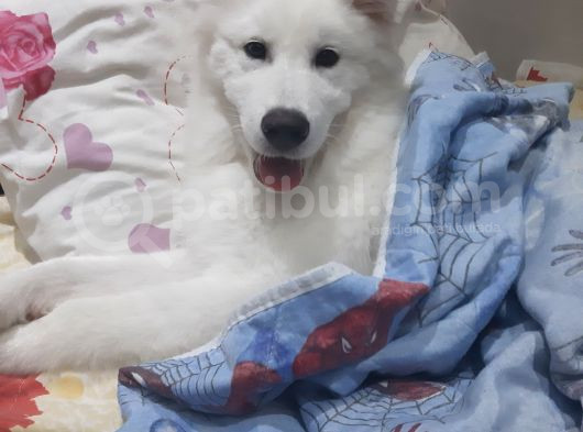 5 Aylık Samoyed görsel