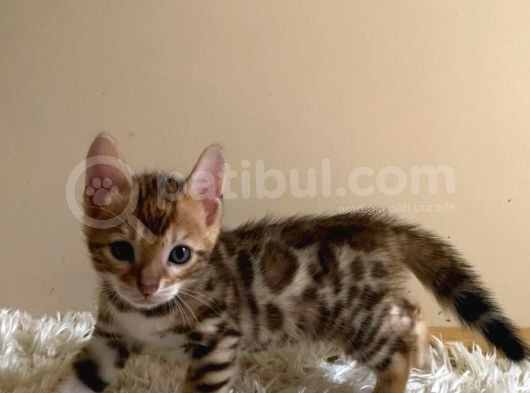 2 Aylık Safkan Bengal