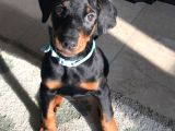 Orjinal Ki̇ng Doberman Yavrular Koca Pati Dişi Ve Erkek