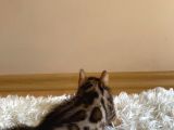 2 Aylık Safkan Bengal