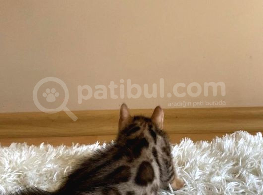 2 Aylık Safkan Bengal görsel