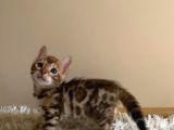 2 Aylık Safkan Bengal