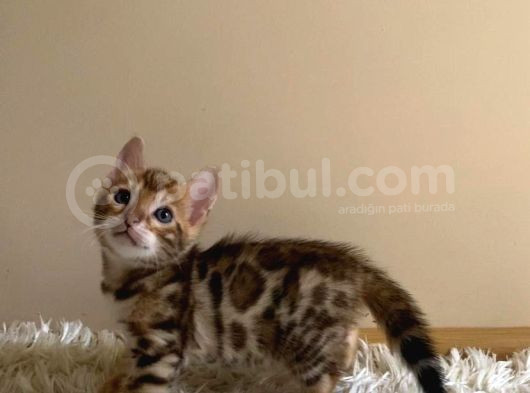 2 Aylık Safkan Bengal görsel