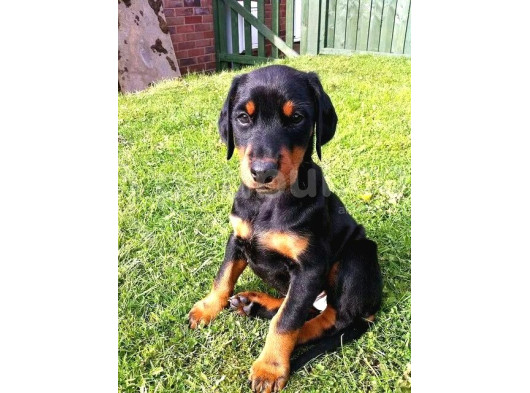 Orjinal Ki̇ng Doberman Yavrular Koca Pati Dişi Ve Erkek görsel