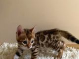 2 Aylık Safkan Bengal