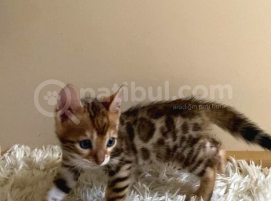 2 Aylık Safkan Bengal görsel