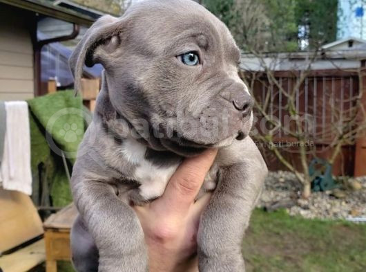 Blue Ve Black Cane Corso Yavrular Erkek Ve Dişi