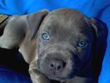 Blue Ve Black Cane Corso Yavrular Erkek Ve Dişi