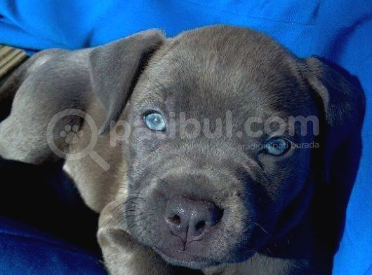 Blue Ve Black Cane Corso Yavrular Erkek Ve Dişi görsel