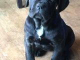 Blue Ve Black Cane Corso Yavrular Erkek Ve Dişi