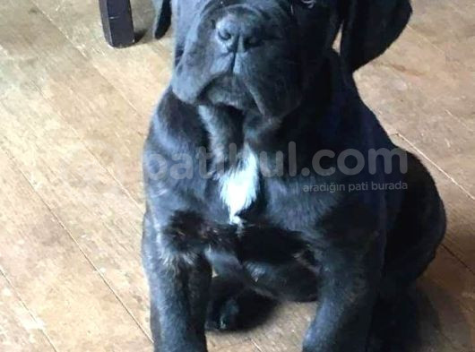 Blue Ve Black Cane Corso Yavrular Erkek Ve Dişi görsel