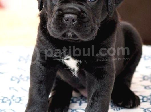 Blue Ve Black Cane Corso Yavrular Erkek Ve Dişi görsel
