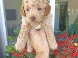 Uygun fiyata maltipoo yavrular