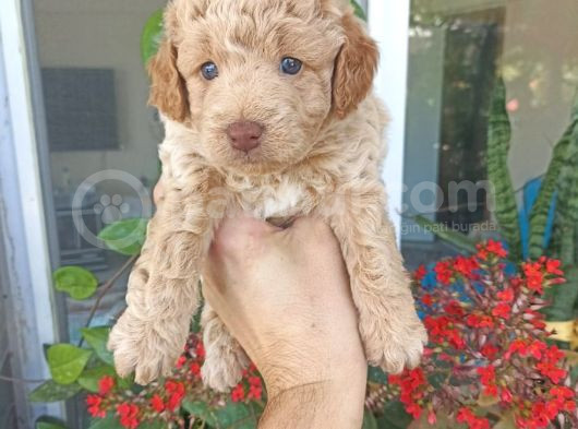 Uygun Fiyata Maltipoo Yavrular