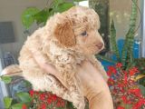 Uygun Fiyata Maltipoo Yavrular