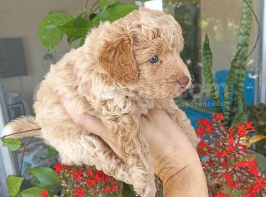 Uygun Fiyata Maltipoo Yavrular görsel