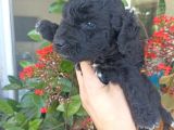 Uygun Fiyata Maltipoo Yavrular