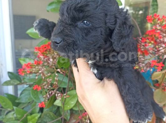 Uygun Fiyata Maltipoo Yavrular görsel