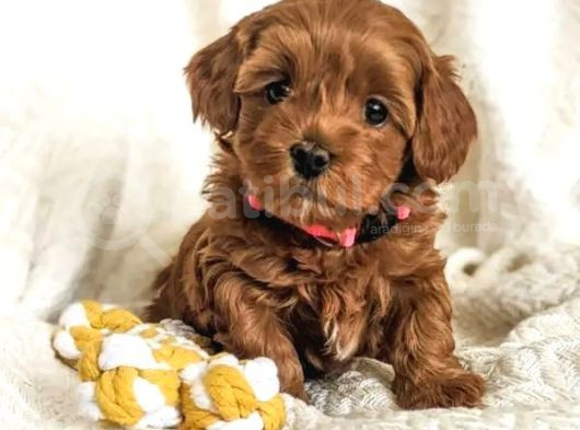 Red Braw Kıpkırmızı Ev Üretimi Tooy Poodle 